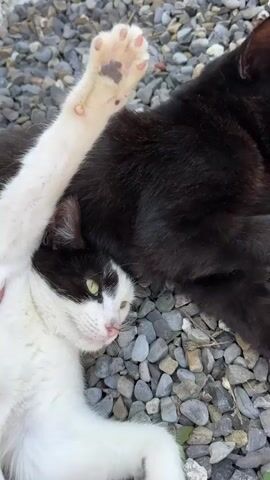 The video shows a close-up, overhead view of two cats lying on a bed of gravel. The cat in the foreground is black and white, with its body partially on its back and one white paw extended upwards. This cat has green eyes and is looking towards the left side of the frame. Behind and to the right of the black and white cat is a black cat, its body mostly out of focus and its head turned away from the camera. The black and white cat's paw pads are visible, showing a pink color with a darker spot on one pad. The environment appears to be outdoors, with the gravel serving as the ground surface. The lighting suggests it is daytime. The cats are in close proximity, suggesting they are together.