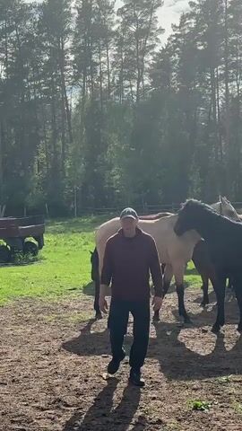 A man is standing in a field with several horses. The man is wearing a red long-sleeved shirt, black pants, a gray baseball cap, and black shoes. He is standing on brown dirt and grass. The horses are brown, black, and tan. One horse is grazing. The field is surrounded by trees. There is an old wooden cart visible on the left of the scene. The sun is shining through the trees.