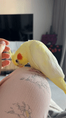 Pet cockatiel enjoys human interaction in Krasnoyarsk home