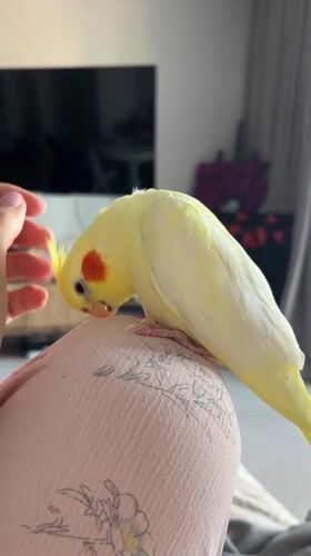 Pet cockatiel enjoys human interaction in Krasnoyarsk home