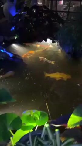 The video shows a koi pond at night. The pond is illuminated with various colored lights, including white and blue. Several koi fish are visible in the water, swimming around lily pads and rocks. The camera pans to show a fountain with statues. Decorative lights are strung through the trees above the pond. The environment is lush and appears to be part of an outdoor garden.