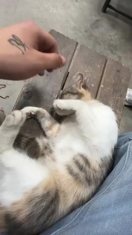 A person is sitting, wearing blue jeans. A calico cat with white, brown, and tan markings is lying on its back, partially on the person's lap and partially on a light brown wooden surface. The cat's paws are curled towards its face, with one paw covering its eyes. The person's hand, wearing a bracelet and showing a small tattoo, is gently stroking the cat's belly area, moving back and forth. The background shows a concrete floor and part of a dark object.