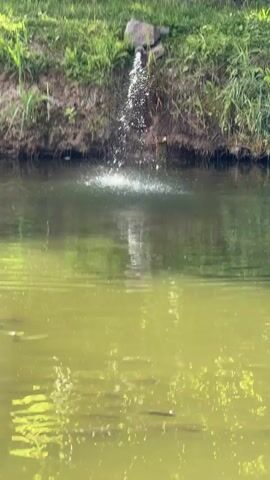 A stream of water flows from a pipe into a pond with murky green water. The stream creates a splash as it hits the water's surface. Numerous fish are visible swimming in the pond. Some of the fish are near the surface, while others are deeper. The pond is surrounded by vegetation. The lighting suggests it is daytime.