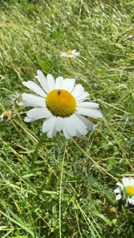 A short, vertical video of a single daisy flower in a field of green grass, with a bee on its yellow center. In the background, other daisies are visible, along with tall grass. The bee is tiny and dark-colored, actively moving on the flower's disc florets. The video features a clear, sunny day, indicated by the bright lighting and shadows. The camera remains static throughout the video.