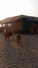 Cows on Beach, Glowing Goa Sign Spotted in Arambol