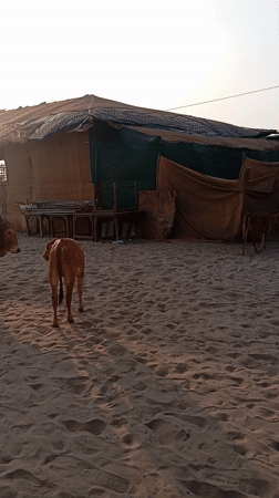 Cows on Beach, Glowing Goa Sign Spotted in Arambol