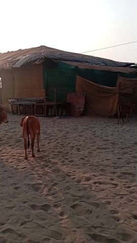 Three cows, one medium brown, one dark brown and one light brown, are standing on a sandy beach near a structure with a roof.  The roof is partially covered with a dark green tarp.  The structure has a wooden frame and appears to be a small shelter or shop, with furniture visible inside. The beach is relatively empty, with some people and beach chairs visible in the background further back. The sun is setting or rising, casting a warm glow on the scene.