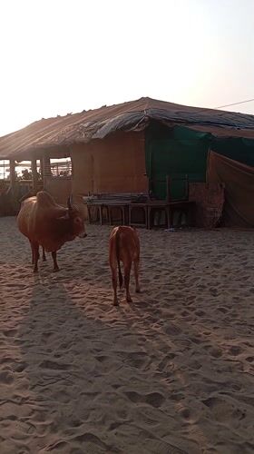 Cows on Beach, Glowing Goa Sign Spotted in Arambol
