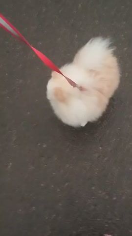A small, fluffy white Pomeranian dog on a red leash is being walked on a dark, asphalt-like surface. The camera is held at a low angle, showing the dog's back and then its face as it looks up. The legs of the person holding the leash, wearing blue jeans and pink-and-black shoes, are visible in the foreground. The dog is fluffy and round, with its tail curled up over its back. Its eyes are dark and its tongue is slightly out in some frames. The movement of the camera indicates that the person is walking, causing some blur in the footage.