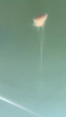 The video shows a single jellyfish floating in calm, green water. The jellyfish has a bell-shaped body that is a pale pink or orange color. Long, thin tentacles trail below the bell, appearing almost ethereal against the muted background. The water itself is a uniform, soft green, suggesting either a natural body of water like the sea or a large aquarium. There are faint ripples on the surface of the water, particularly in the lower left portion of the frame, indicating a very gentle movement. The lighting appears to be subdued, possibly indicating an overcast day or deep water. There are no people visible, and the focus is entirely on the jellyfish and its environment. The scene evokes a sense of quiet observation and the natural beauty of marine life. The context provided places the scene in Horsens, Denmark.