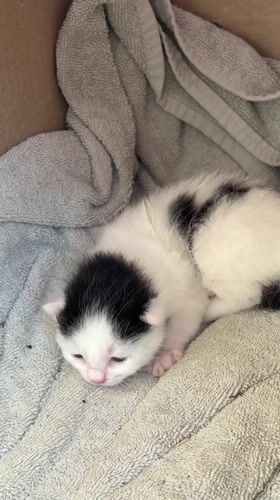 Young Kitten Found Resting in Box in Montenegro Village