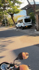 Cows and calves roam streets in Nam Nha Trang Ward