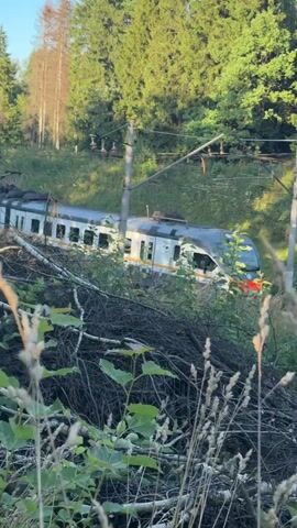 A white train with yellow stripes is derailed and partially submerged in thick brush and fallen trees on a grassy embankment. The train cars appear to be intact but are tilted at an angle. Overhead power lines run parallel to the tracks, and tall green trees line the background, indicating a forested area. The lighting suggests it is daytime, possibly late afternoon or early morning due to the warm tones. There are no people visible in the footage.