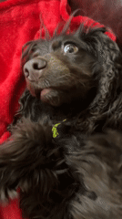 Domestic morning captured: spaniel, selfies, laptop work in Kent