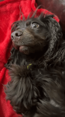 Domestic morning captured: spaniel, selfies, laptop work in Kent