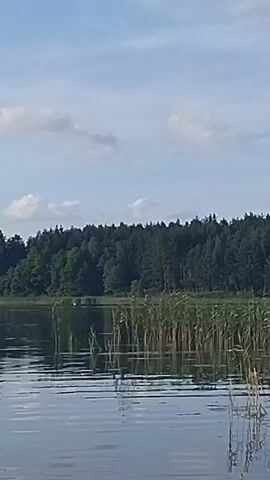 The video shows a view from a boat moving through water, with tall reeds and a forest in the background. The sky is cloudy and blue. The boat appears to be moving slowly.