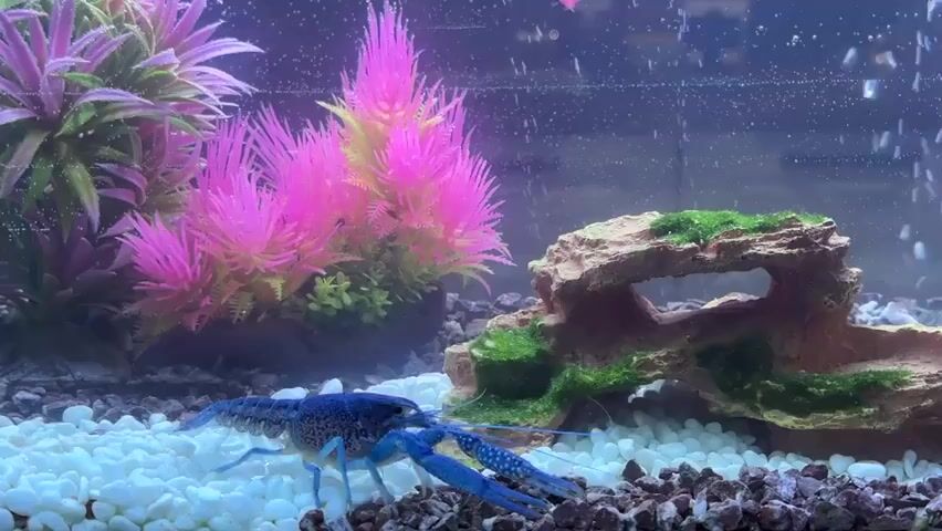 A bright blue crayfish walks on the gravelly bottom of an aquarium. Behind the crayfish are bright pink and green artificial plants. To the right of the crayfish is a rock formation covered in green moss. Small bubbles rise to the surface of the water.