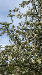 White blossoms captured on tree in Dubovaya, Russia