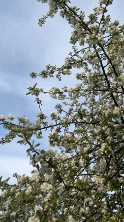 White blossoms captured on tree in Dubovaya, Russia