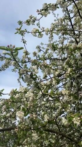 White blossoms captured on tree in Dubovaya, Russia