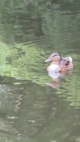A single duck swims in murky green water. The duck is mostly brown and white, with a patterned back. Its reflection is visible below it. The water appears to be a pond or lake, with trees and foliage visible in the background, reflected on the water's surface.
