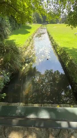 The video shows a narrow, man-made channel of water flowing through a grassy park. The water is partially obscured by reflections of trees and the sky. On the left bank, there is lush green grass and some vegetation, including tall, reedy plants and flowering shrubs. On the right bank, the grass continues, sloping gently upwards. In the distance, the park opens up with more trees and a hint of buildings. The foreground shows the edge of what appears to be a bridge or walkway, with a textured surface and a green railing. The overall scene is tranquil and bathed in natural sunlight, suggesting a pleasant outdoor environment. No people or animals are clearly visible, though there might be a distant white object on the right grassy bank that could be a bird. The camera is positioned looking down the length of the channel.