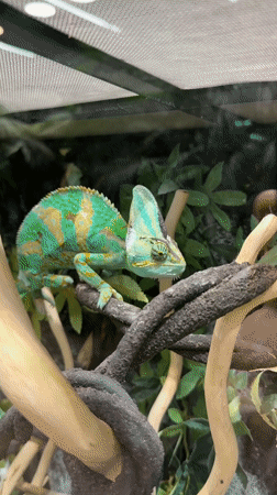 Visitor documents nature center exhibits in Kogalym, Russia