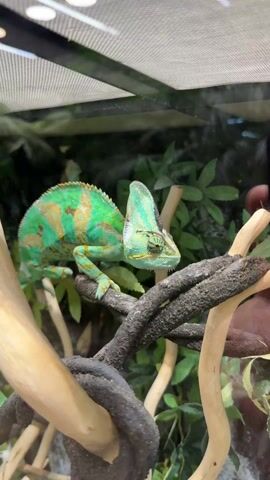 The video features a chameleon, primarily green and yellow with brown markings, perched on branches within an enclosure.

The first shot shows the chameleon in a medium view, resting on a sturdy branch with green foliage blurred in the background. Its distinctive casque (helmet-like structure) on its head is clearly visible.

Following this, there's an extreme close-up of the chameleon's eye, showcasing its intricate, scaly texture with patterns of green, yellow, and brown. The eye appears to move slightly, characteristic of a chameleon's independent eye movement. The small, black pupil is visible within the detailed eye structure.

The video concludes with a wider shot of the chameleon, revealing more of its environment. It is situated on a network of natural-looking branches within a glass-fronted enclosure, possibly a terrarium or display at a zoo. Overhead artificial lighting is visible, illuminating the habitat. Throughout the video, the chameleon remains largely stationary, observing its surroundings. Indistinct background chatter can be heard, suggesting an indoor public setting. No text is visible in the video.