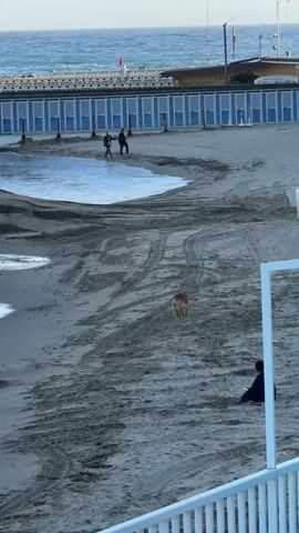 The video shows a wide shot of a beach with the ocean visible in the background. On the beach, there is a dog walking towards the lower center of the frame, where a person is sitting. In the upper part of the frame, two people are walking by a pool of water near a structure with blue and white striped doors or panels. The beach is sandy and shows tire tracks. A white frame-like structure is visible in the lower right corner of the view. The sky is clear, suggesting a sunny day.