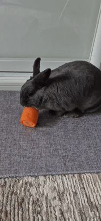Gray rabbit explores indoor space, snacks and sits by window