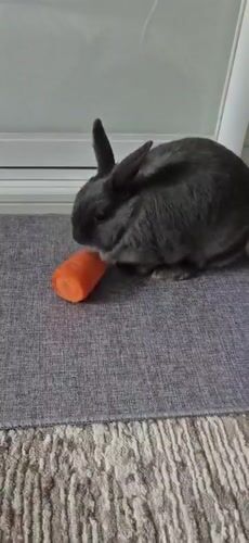 Gray rabbit explores indoor space, snacks and sits by window