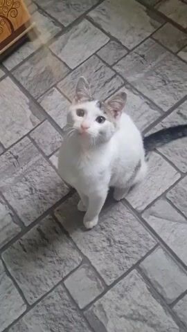 A white cat with some brown markings on its head sits on a gray tile floor. Someone is holding a thin, straw-like object in front of the cat. The cat looks up at the object, then jumps up to grab it with its paws, and then stands on its hind legs trying to reach it. The cat has a dark gray tail. There is a wooden object in the upper left corner of the frame.