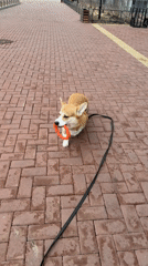 Corgi carries toy ring while walking on leash in Krasnoyarsk