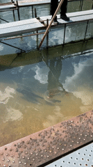 Fish farming operations observed in Gabrovo, Bulgaria