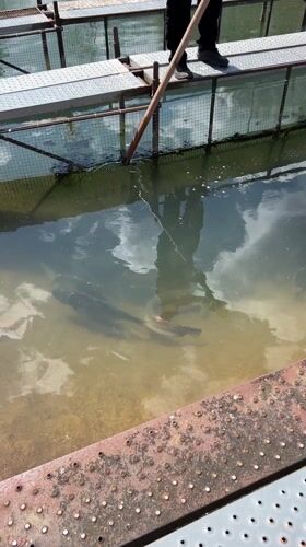 Fish farming operations observed in Gabrovo, Bulgaria