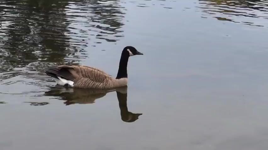 A lone Canadian goose is swimming in a calm body of water. The water reflects the goose's form.