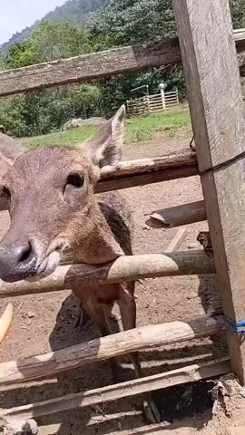 A person's hand extends into a pen, offering a carrot to a deer. The deer takes the carrot with its mouth and begins to eat it. Another deer is visible in the background. The pen is made of wood and bamboo, and the ground is dirt. Trees and hills are visible in the background.