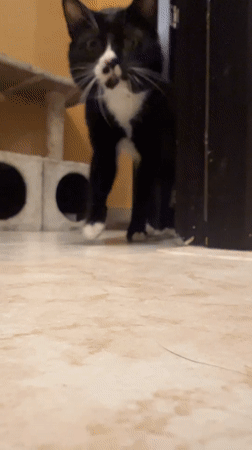 Black and white cat photographed indoors, plus a full moon