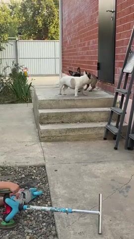 Two French bulldogs are interacting on concrete steps outside a brick building. One bulldog is white with a brown patch and the other is a darker fawn color. The white bulldog is standing and facing the fawn bulldog, which is lying down. They appear to be playing or wrestling gently. In the foreground, a part of a scooter is visible. In the background, there is a white fence and some greenery.