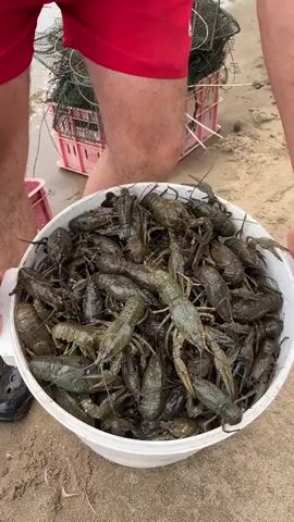A close-up, low-angle shot shows a white bucket overflowing with numerous live crayfish, some of which are large and green. A person's legs, clad in red shorts and black footwear, are visible at the top of the frame, holding the bucket. In the background, a person is standing near pink crates containing fishing nets. The scene appears to be set on a sandy or muddy ground, possibly near a body of water, indicated by the wet sand and a net. The overall impression is of a successful catch of crayfish.