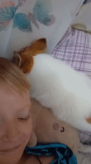 Slow morning at home with a dog, a cat, and a tablet