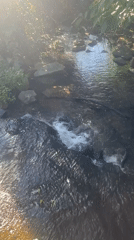 Morning light across streams, garden, and wildlife in Thora