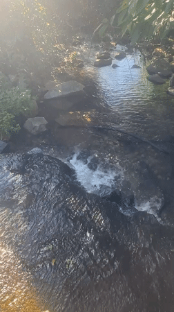 Morning light across streams, garden, and wildlife in Thora
