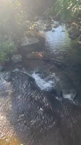 Morning light across streams, garden, and wildlife in Thora