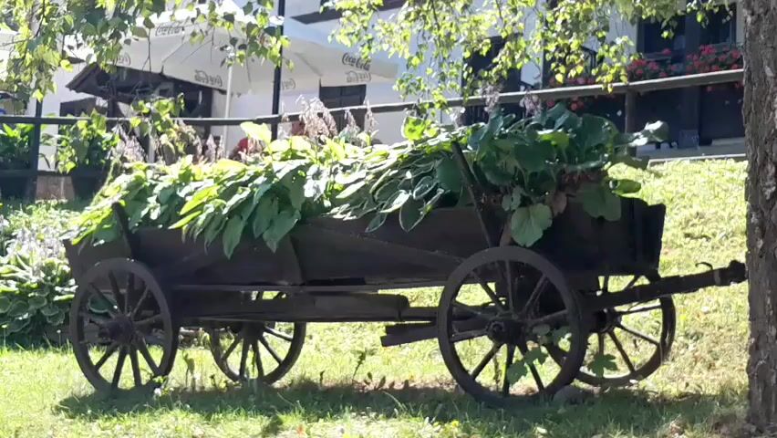 A weathered, wooden cart filled with lush green plants sits on a grassy lawn. The cart has two large wheels on each side, and a long wooden pole extends from the back. The background shows a building with white awnings, trees, and a wooden fence. The sun is shining, casting shadows on the ground. There are no people visible in the scene.
