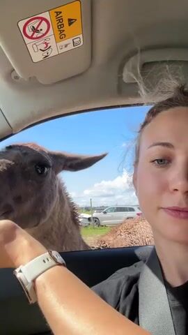 A medium shot shows a young woman in the driver's seat of a car, taking a selfie. Her right hand is extended out the open window, holding food for a llama that is leaning in to eat from her palm. The llama's face fills the left side of the frame, with its dark eyes and brown fur clearly visible. The woman is wearing a black shirt and a white watch. Behind the llama, other cars and a white fence can be seen in the background, suggesting an outdoor animal enclosure or zoo. The sun is shining, indicated by the bright lighting and blue sky with some clouds. An airbag warning label is visible on the car's visor in the upper portion of the frame. The woman is speaking to the llama and encouraging it to hold its hand better.