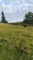 Cattle, thistles, and big skies in rural Karsha, Russia