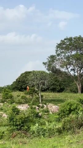A person wearing an orange garment is standing near a tree. The person appears to be climbing or interacting with the tree. The environment is outdoors with green vegetation, rocks, and trees under a cloudy sky.