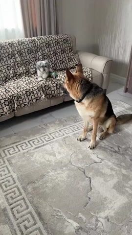 The video shows a German Shepherd dog sitting on a rug in a living room. The dog is looking towards a small, fluffy dog sitting on a sofa. The sofa is covered with a patterned throw. The room is well-lit and appears to be a typical living space with a rug, sofa, and curtains. The German Shepherd is alert and appears to be interacting with the smaller dog.