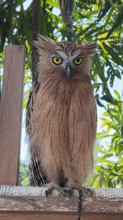 Buffy Fish Owl stares down the camera in Bali
